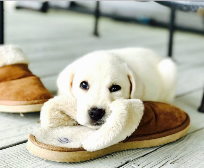 1. This slipper pup collart free photo editor