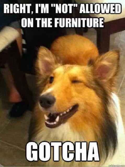 hilarious dog memes 2022